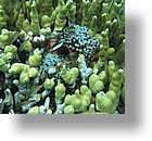 IMG_1866 - "Saint Cardinal" (near Koror), Palau