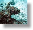 IMG_1870_edited - "Saint Cardinal" (near Koror), Palau