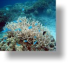 IMG_1873_edited - "Saint Cardinal" (near Koror), Palau