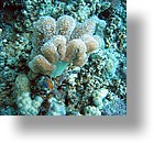 IMG_1875_edited - "Saint Cardinal" (near Koror), Palau