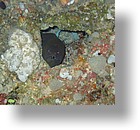 IMG_1940 - "Blue Holes", Palau