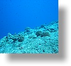 IMG_1954 - "Blue Corner", Palau
