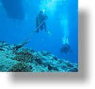 IMG_1955 - "Blue Corner", Palau