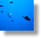 IMG_1956 - "Blue Corner", Palau