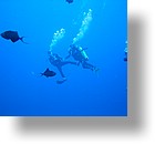 IMG_1957 - "Blue Corner", Palau