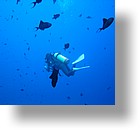 IMG_1960 - "Blue Corner", Palau
