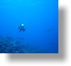 IMG_1961 - "Blue Corner", Palau