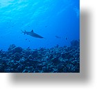 IMG_1963 - "Blue Corner", Palau