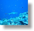 IMG_1968 - "Blue Corner", Palau