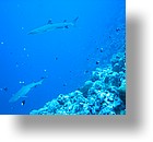 IMG_1973 - "Blue Corner", Palau