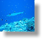 IMG_1975 - "Blue Corner", Palau