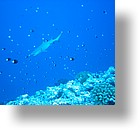 IMG_1976 - "Blue Corner", Palau