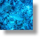 IMG_1979 - "Blue Corner", Palau
