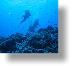 IMG_1982 - "Blue Corner", Palau