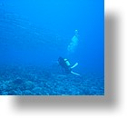IMG_1984 - "Blue Corner", Palau