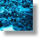 IMG_1986 - "Blue Corner", Palau