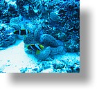 IMG_1987 - "Blue Corner", Palau