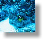 IMG_1988 - "Blue Corner", Palau