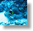 IMG_1989 - "Blue Corner", Palau