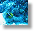 IMG_1990 - "Blue Corner", Palau