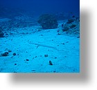 IMG_1992 - "Blue Corner", Palau