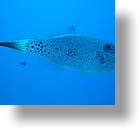 IMG_1993_edited - "Blue Corner", Palau