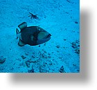 IMG_1994 - "Blue Corner", Palau