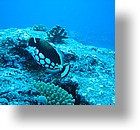 IMG_1995 - "Blue Corner", Palau