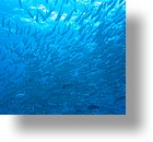 IMG_1996 - "Blue Corner", Palau