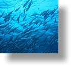 IMG_1997 - "Blue Corner", Palau