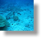 IMG_1999 - "Blue Corner", Palau