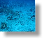 IMG_2000 - "Blue Corner", Palau