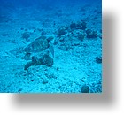 IMG_2001 - "Blue Corner", Palau