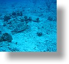 IMG_2002 - "Blue Corner", Palau