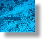 IMG_2003 - "Blue Corner", Palau