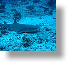 IMG_2004 - "Blue Corner", Palau