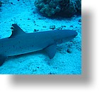 IMG_2005 - "Blue Corner", Palau
