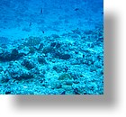 IMG_2006 - "Blue Corner", Palau