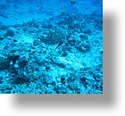 IMG_2007 - "Blue Corner", Palau