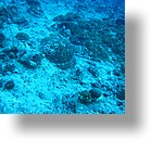 IMG_2008 - "Blue Corner", Palau