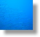 IMG_2011 - "Blue Corner", Palau