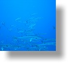 IMG_2012 - "Blue Corner", Palau