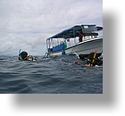 IMG_2016 - "Blue Corner", Palau