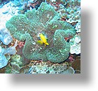 IMG_2026 - "Ngemelis Coral Garden", Palau