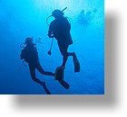 IMG_2027 - "Ngemelis Coral Garden", Palau