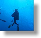 IMG_2028 - "Ngemelis Coral Garden", Palau