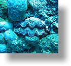 IMG_2031 - "Ngemelis Coral Garden", Palau