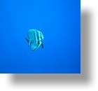 IMG_2033 - "Ngemelis Coral Garden", Palau