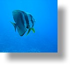 IMG_2037 - "Ngemelis Coral Garden", Palau