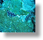 IMG_2038 - "Ngemelis Coral Garden", Palau